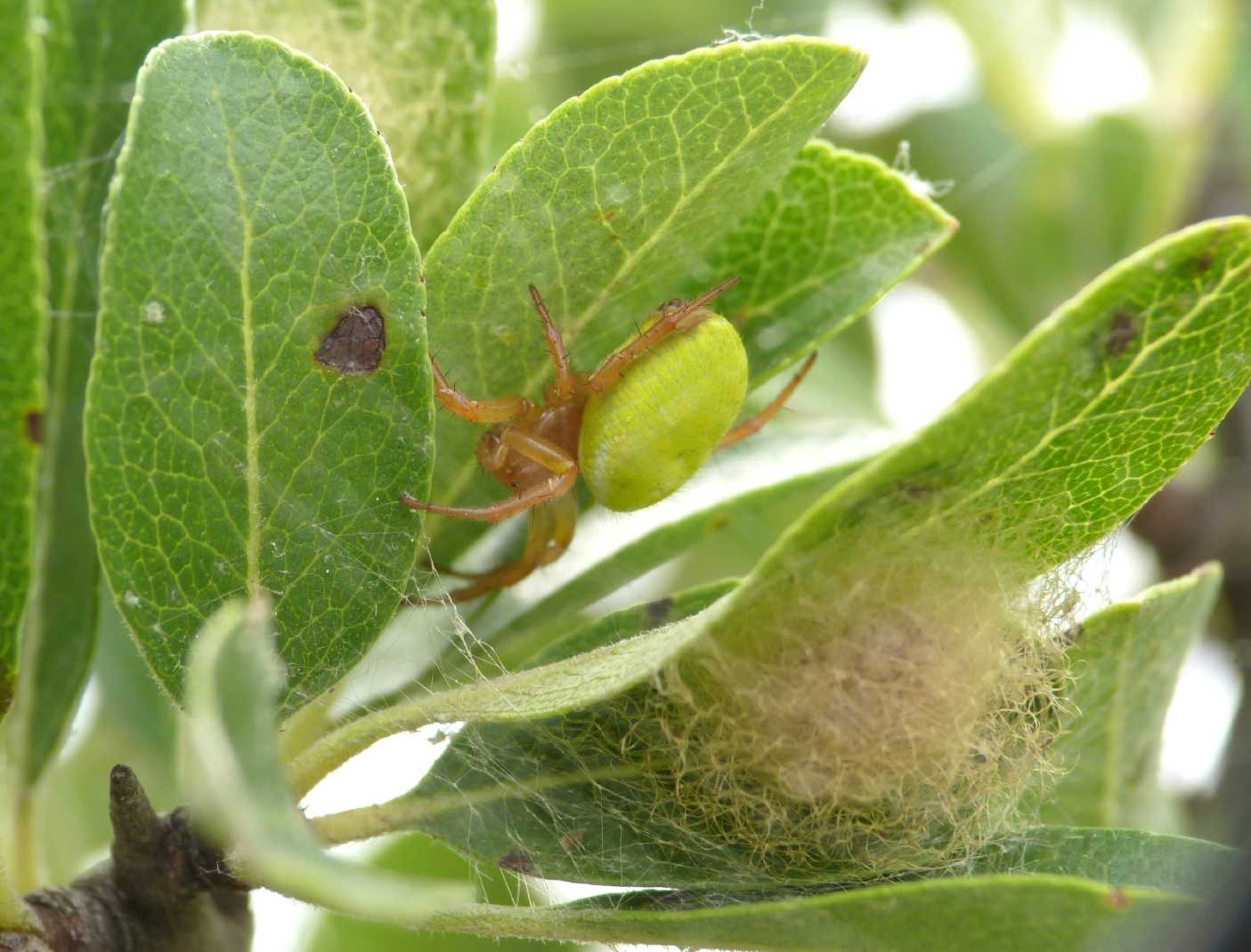 Araniella inconspicua con ovisacco